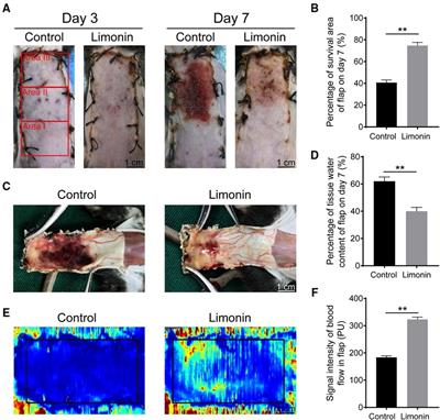 Effects of limonin treatment on the survival of random skin flaps in mice